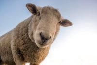 Featured image for โ09-09-2020 Revelation 6 – Article – A Seal and A Worthy Lambโ