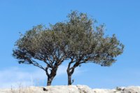 Featured image for โ10-07-2020 Revelation 11 – Article – Two Witnessesโ